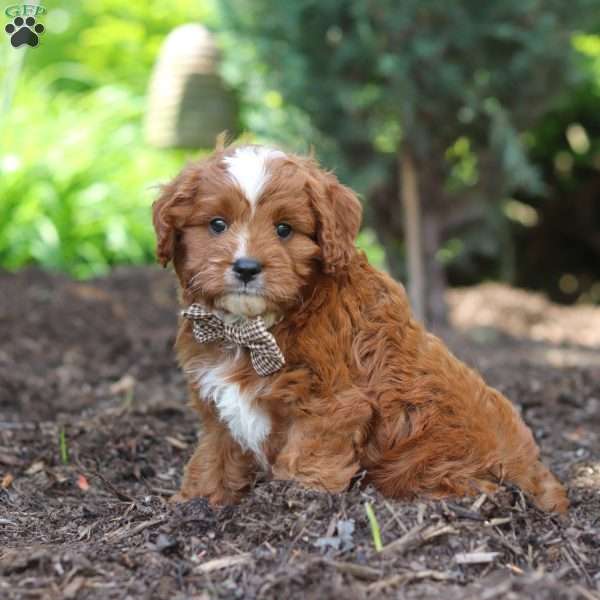 Theo, Cavapoo Puppy